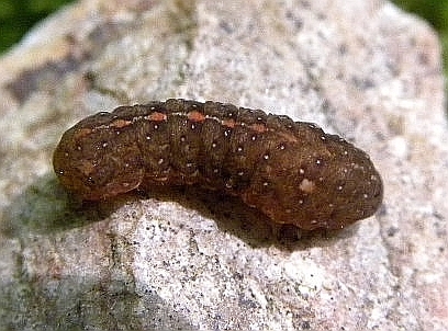 Grateful Midget Moth