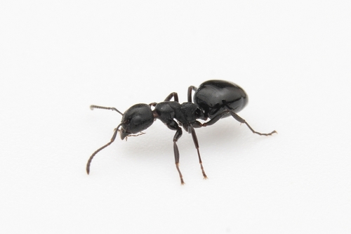Taschenberg's Odorous Ant photo 2