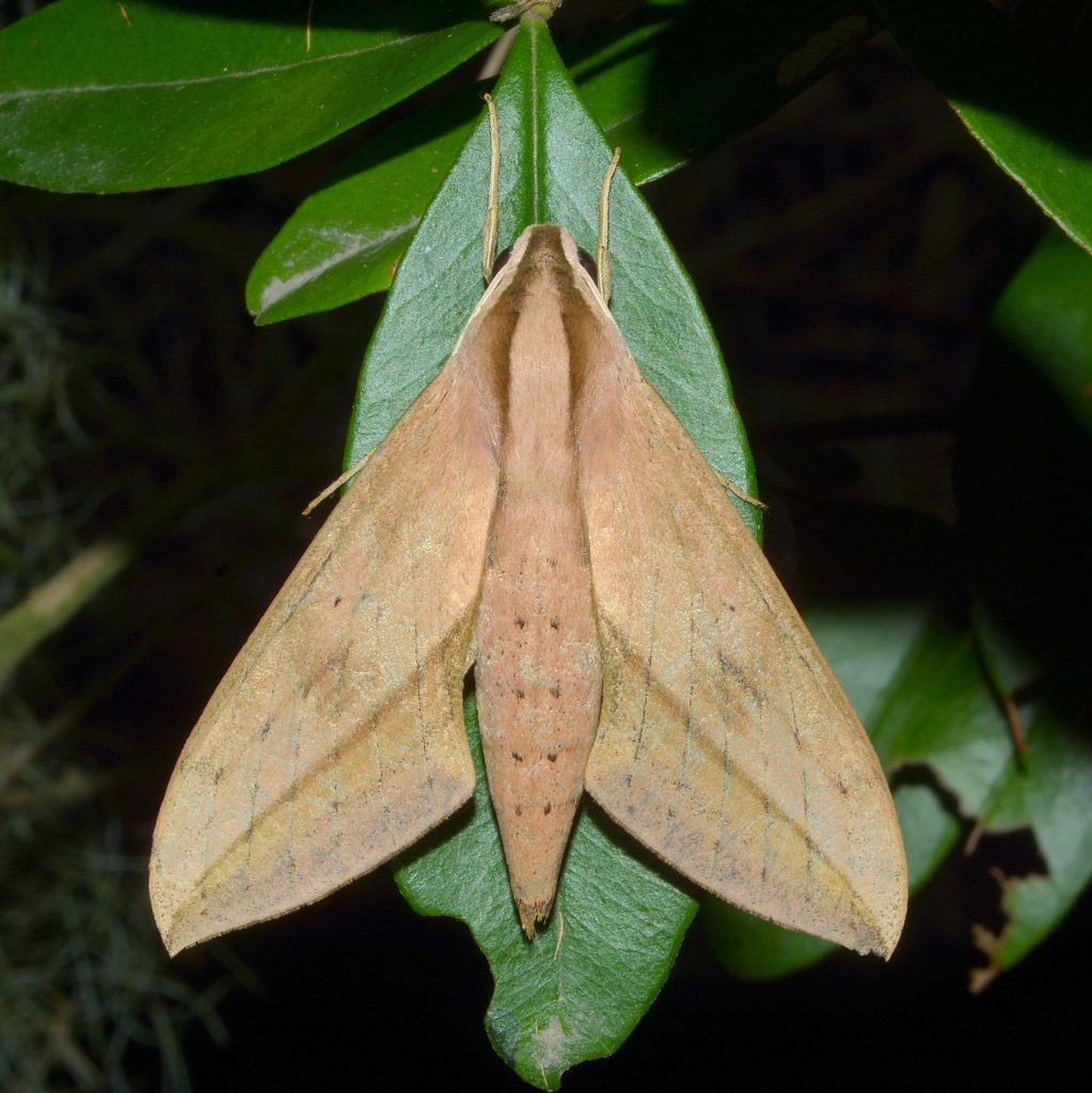 Xylophanes anubus