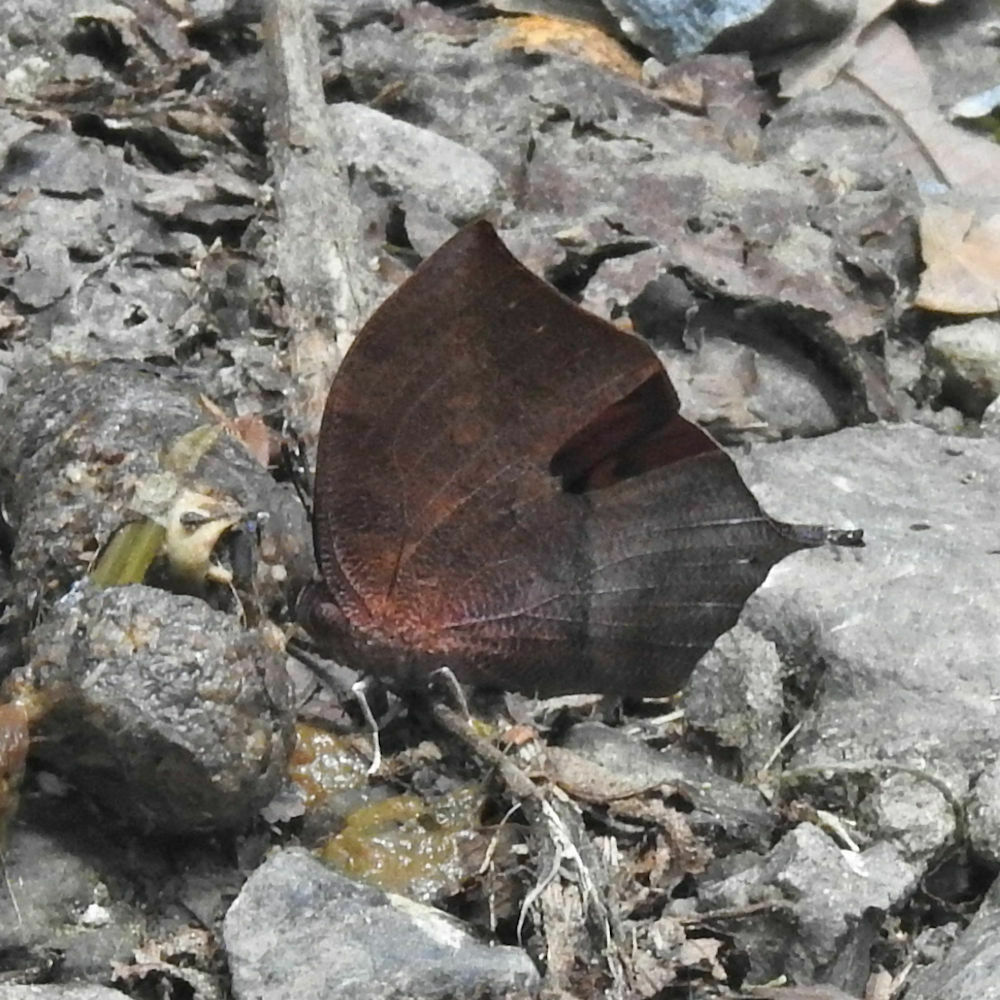 Leafwings
