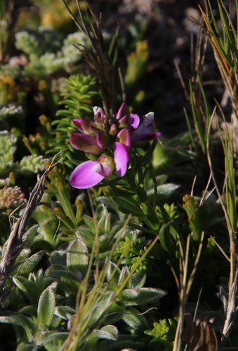 Image of Heathleaf Butterflybush (Polygala ericifolia) by (c) Tony Rebelo, some rights reserved (CC BY-SA)