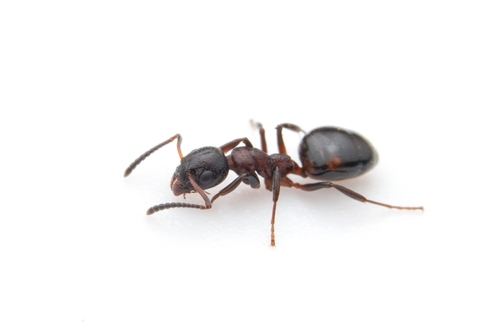 Bog Odorous Ant photo 2