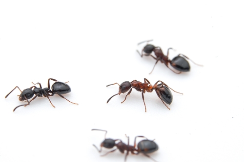 Bog Odorous Ant photo 4