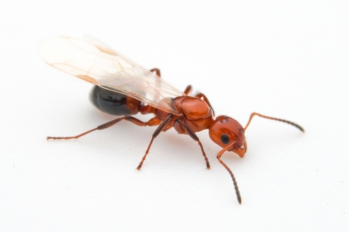 Mary's Odorous Ant photo 3