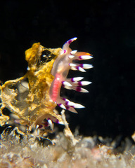 Coryphellina exoptata