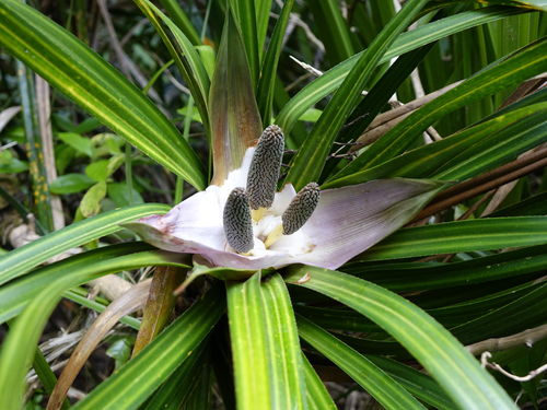 Kiekie (Freycinetia banksii)