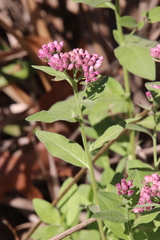 Pluchea odorata odorata