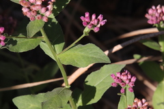 Pluchea odorata odorata