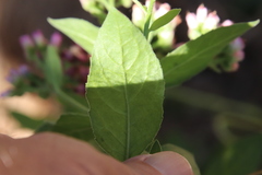 Pluchea odorata odorata