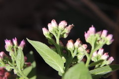 Pluchea odorata odorata