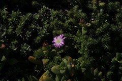 Delosperma patersoniae