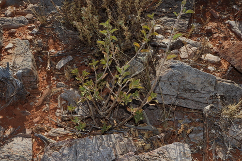 Image of Eremophila serrulata by (c) Thomas Mesaglio, some rights reserved (CC BY)