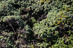 Delosperma patersoniae