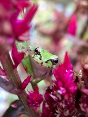 Hyla japonica
