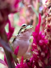 Hyla japonica