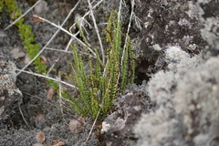 Asplenium trichomanes densum