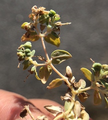 Euphorbia ocellata ocellata