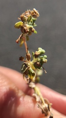 Euphorbia ocellata ocellata