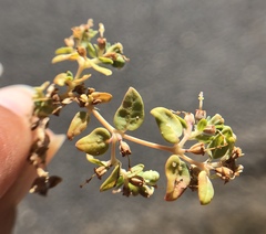 Euphorbia ocellata ocellata
