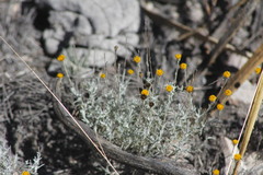 Thymophylla setifolia