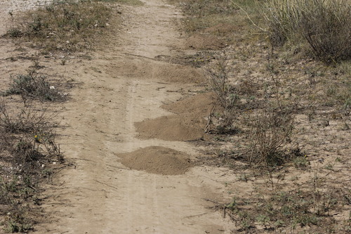 Goldman's Pocket Gopher