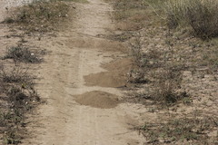 Goldman's Pocket Gopher photo 4