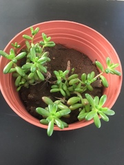 Sedum × rubrotinctum