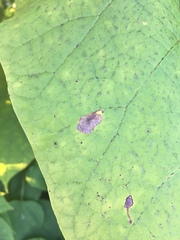 Amauromyza pleuralis