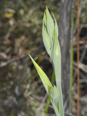 Calochilus herbaceus