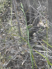 Calochilus herbaceus