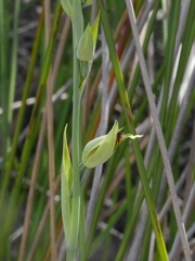 Calochilus herbaceus