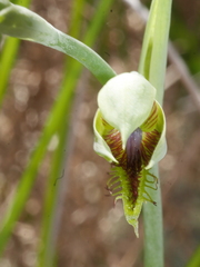 Calochilus herbaceus