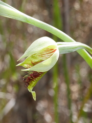Calochilus herbaceus