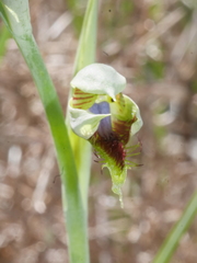 Calochilus herbaceus