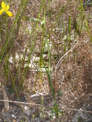 Calochilus herbaceus