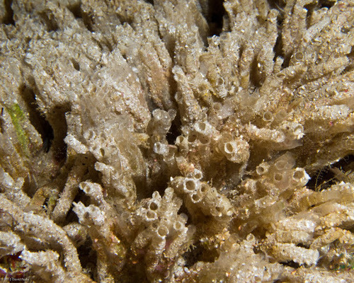 Representative image of Spionida