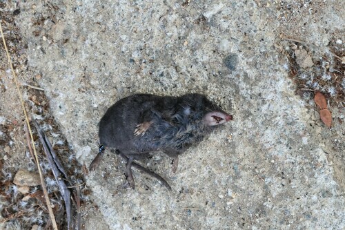 Puebla Least Shrew (Cryptotis pueblensis) — Data Deficient Mammalia