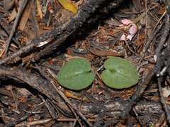 Corybas rotundifolius