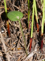 Corybas rotundifolius