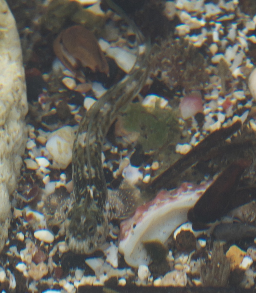 White-dotted Rockskipper