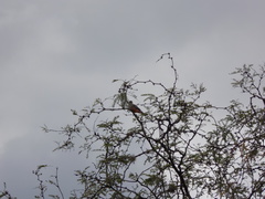 Pyrocephalus rubinus mexicanus