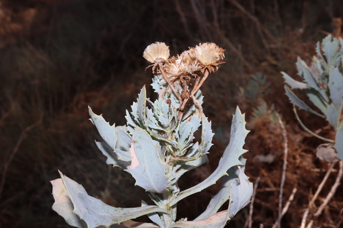 Image of Senecio magnificus by (c) Thomas Mesaglio, some rights reserved (CC BY)