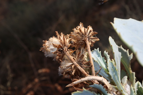 Image of Senecio magnificus by (c) Thomas Mesaglio, some rights reserved (CC BY)