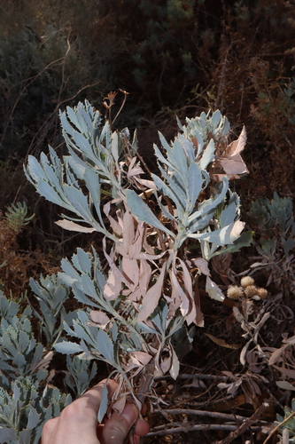 Image of Senecio magnificus by (c) Thomas Mesaglio, some rights reserved (CC BY)