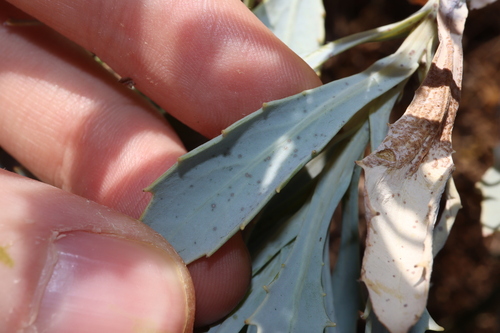Image of Senecio magnificus by (c) Thomas Mesaglio, some rights reserved (CC BY)