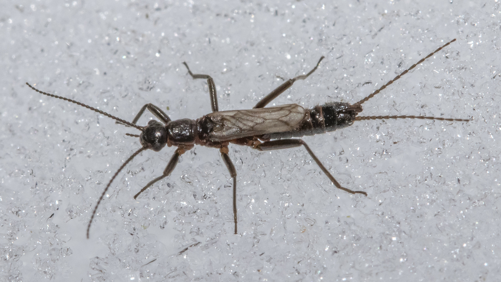 St. Lawrence Snowfly