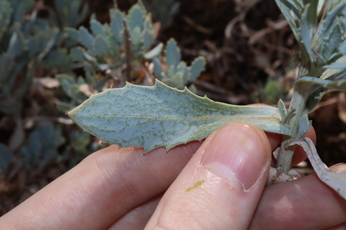Image of Senecio magnificus by (c) Thomas Mesaglio, some rights reserved (CC BY)