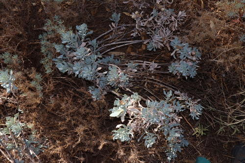 Image of Senecio magnificus by (c) Thomas Mesaglio, some rights reserved (CC BY)