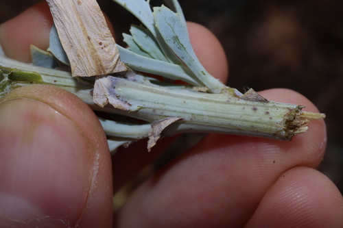 Image of Senecio magnificus by (c) Thomas Mesaglio, some rights reserved (CC BY)