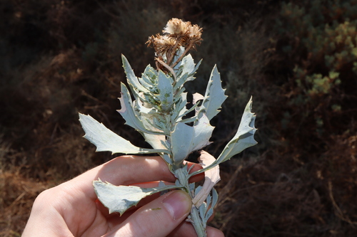 Image of Senecio magnificus by (c) Thomas Mesaglio, some rights reserved (CC BY)